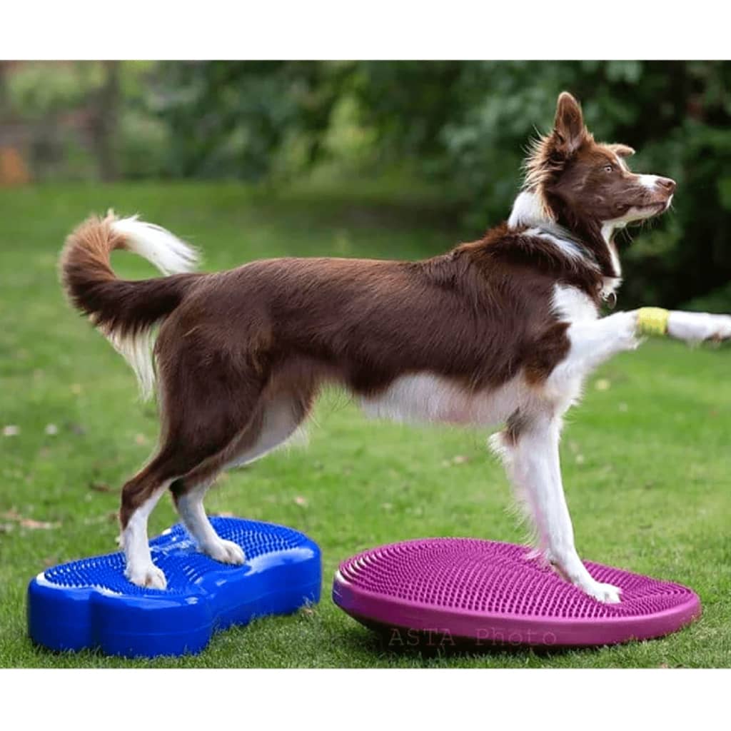 FitPAWS Dieren balansmat K9FITbone hemelsblauw PVC FPK9BONEBL