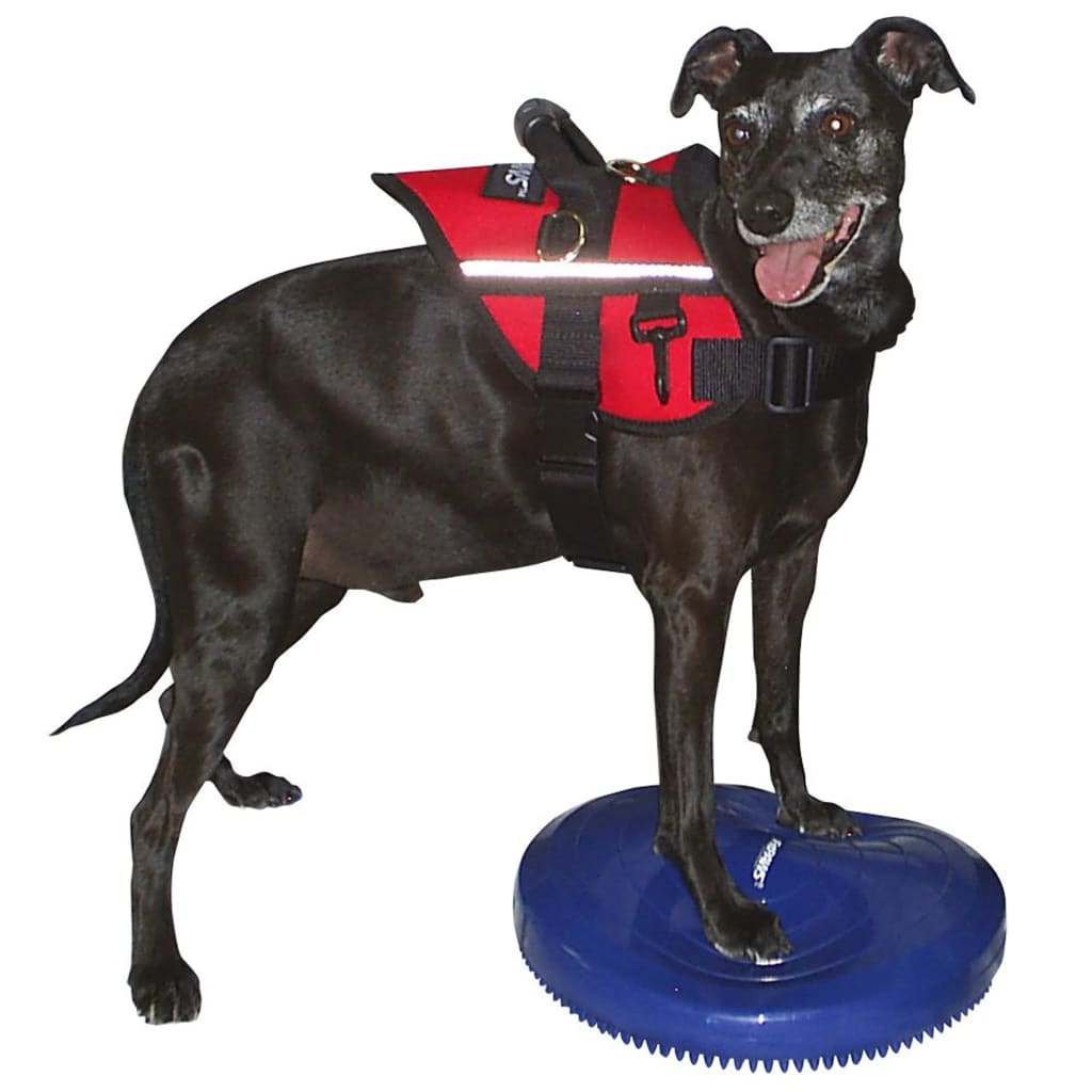 FitPAWS Dierenbalansschijf 36 cm blauw