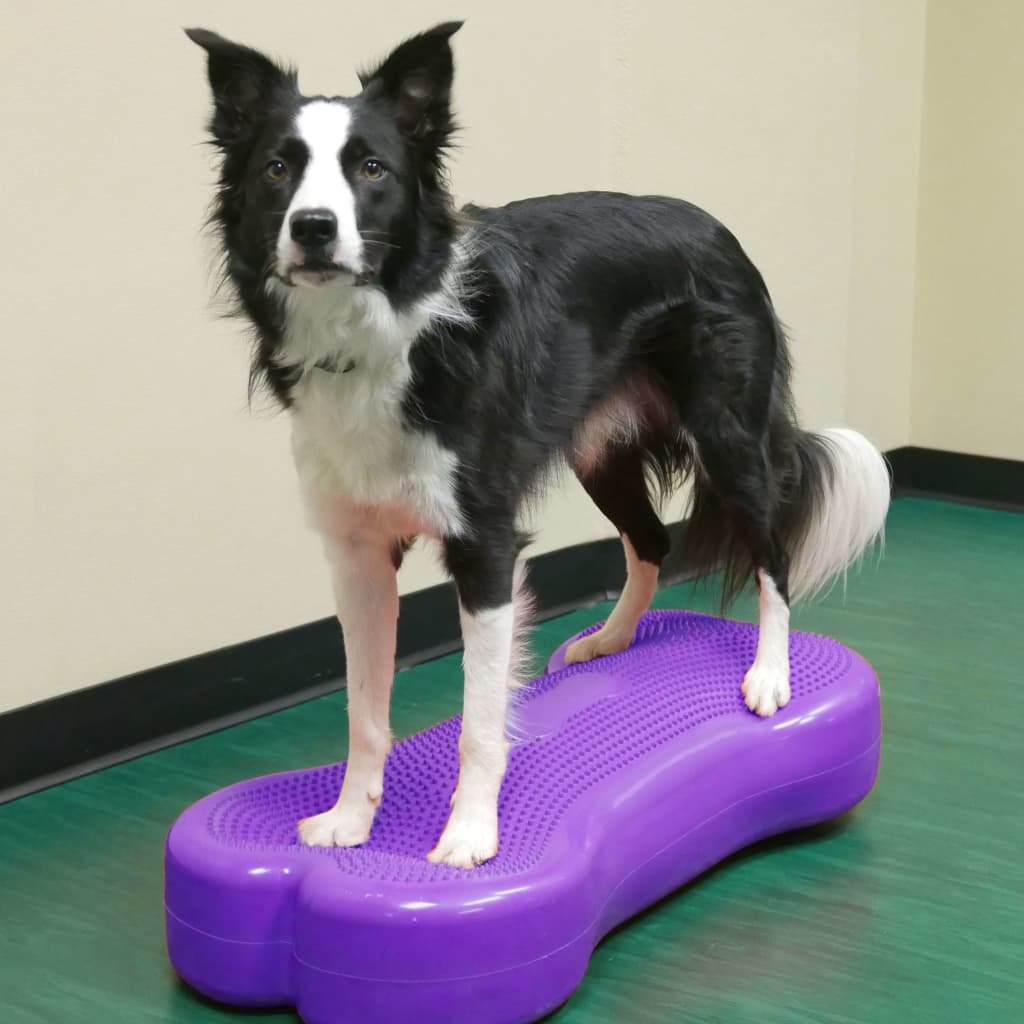 FitPAWS Dierenbalansplatform Giant K9FITbone PVC violet